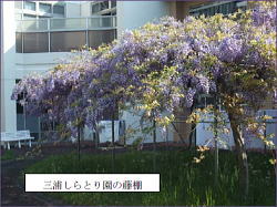 藤棚写真